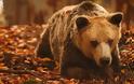 Ο Ανδρέας, ο γηραιότερος αρκούδος του κόσμου δεν ζει πια! Βρέθηκε νεκρός στη φωλιά του, στο καταφύγιο του ΑΡΚΤΟΥΡΟΥ