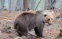 Νίκη για την αρκούδα - Τοποθετείται περίφραξη 130 χλμ στην Εγνατία