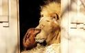 Τρυφερός σκύλος περιποιείται… λιοντάρι! [video] - Φωτογραφία 2