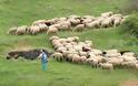 Να διωχθούν άμεσα οι ασύδοτοι κτηνοτρόφοι από το Καβούσι