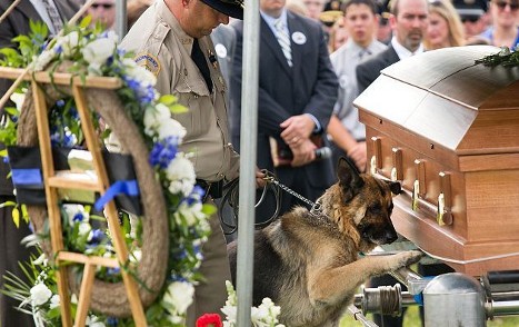 Η εικόνα που συγκίνησε τις ΗΠΑ: Αστυνομικός σκύλος αποχαιρετά τον συνεργάτη του που «έπεσε» στο καθήκον - Φωτογραφία 2