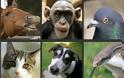 Δείτε «μέσα» από τα μάτια 5 διαφορετικών ζώων!