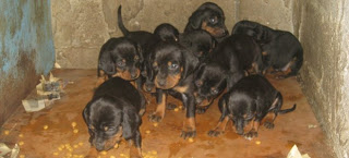 Mυστήριο με τη σύγχρονη «Κρουέλα Ντε Βιλ» από το Περιστέρι - Έχει εξαφανίσει 173 σκυλιά μέχρι τώρα - Φωτογραφία 1