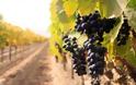Το γαλλικό κρασί έχει αρχαίες ρίζες