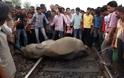 Τέσσερις ελέφαντες σκοτώθηκαν από σύγκρουση με τρένο