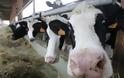 Κύπρος: Αφλατοξίνη σε νωπό αγελαδινό γάλα - Σε συναγερμό οι Κτηνιατρικές Υπηρεσίες