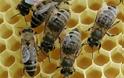 Ηλεία: Τα φυτοφάρμακα εξαφανίζουν τις μέλισσες