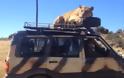 Μια τίγρης παίρνει τον υπνάκο της στην οροφή ενός SUV, τρομοκρατώντας τους επιβάτες [video]