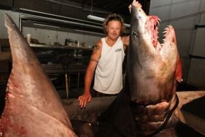 Έπιασαν τον μεγαλύτερο ρυγχοκαρχαρία στον κόσμο - Φωτογραφία 1