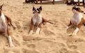 Ξεκαρδιστικό βίντεο! Η αντίδραση του σκύλου όταν δοκιμάζει λεμόνι!