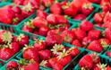 Ηλεία: ζητούνται 4.160 εργάτες για καλλιέργεια φράουλας