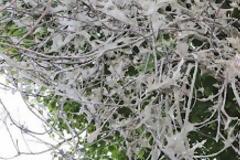 Oι κάμπιες καταλαμβάνουν το Λονδίνο – Σκεπάζουν δέντρα κι αυτοκίνητα με έναν παχύ λευκό μανδύα