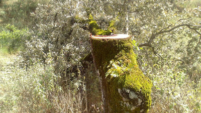 Συνεχίζουν να κόβουν βελανιδιές στο δάσος Ξηρομέρου! - Φωτογραφία 3