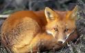 Θεσσαλονίκη: Επί ποδός οι Κτηνιατρικές Υπηρεσίες μετά την επιβεβαίωση κρούσματος λύσσας σε αλεπού