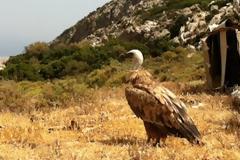 Οι γύπες πετάνε και διεκδικούν... Γκίνες!
