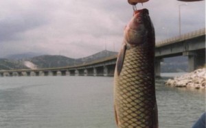 Στην…Αστυνομία 16 αλιείς που ψάρευαν παράνομα στη γέφυρα της λίμνης Πολυφύτου - Φωτογραφία 1