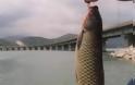Στην…Αστυνομία 16 αλιείς που ψάρευαν παράνομα στη γέφυρα της λίμνης Πολυφύτου