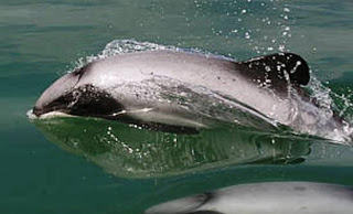 Σήμα κινδύνου για το σπανιότερο δελφίνι στον κόσμο - Φωτογραφία 1
