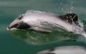 Σήμα κινδύνου για το σπανιότερο δελφίνι στον κόσμο