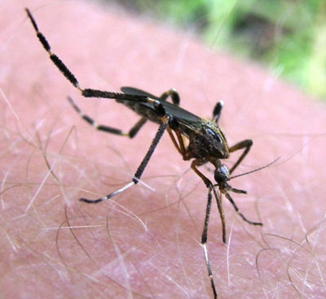 Κουνούπια-γίγαντες εμφανίστηκαν στη Φλόριντα - Φωτογραφία 2