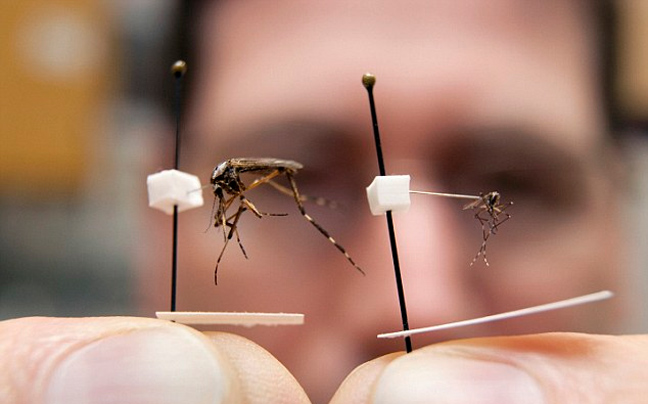 Κουνούπια-γίγαντες εμφανίστηκαν στη Φλόριντα - Φωτογραφία 3