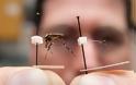 Κουνούπια-γίγαντες εμφανίστηκαν στη Φλόριντα - Φωτογραφία 3