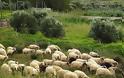 Απίστευτη ανορθόγραφη αγγελία για 150 γιδοπρόβατα! - Φωτογραφία 1