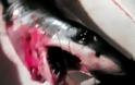 Μικρό καρχαρία έπιασε ψαράς στην θαλάσσια περιοχή της Πάτρας - Έντονη ανησυχία στους λουόμενους
