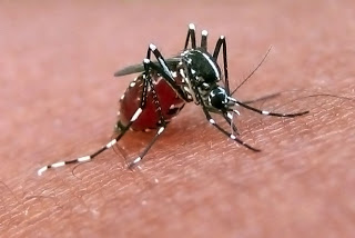 Συστάσεις ΚΕΕΛΠΝΟ για ατομικά μέτρα προστασίας από τα κουνούπια - Φωτογραφία 1