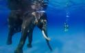 Ο ελέφαντας που λατρεύει το κολύμπι! - Φωτογραφία 1