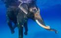 Ο ελέφαντας που λατρεύει το κολύμπι! - Φωτογραφία 2