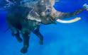 Ο ελέφαντας που λατρεύει το κολύμπι! - Φωτογραφία 3