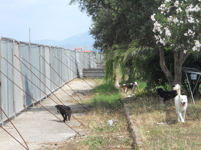 Πρέβεζα: Αυτοκίνητο έσερνε σκυλάκι για 100 μέτρα! - Φωτογραφία 2