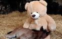Ορφανό πόνι «βρήκε» τη μαμά του σε έναν λούτρινο αρκούδο! Δείτε το βίντεο!