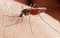 Πρόγραμμα Καταπολέμησης Κουνουπιών στο Δήμο Πεντέλης