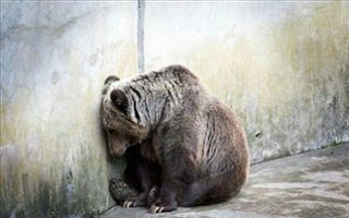 Κορυφώνεται η πίεση για τους λύκους και τις αρκούδες της Θεσσαλονίκης - Φωτογραφία 1