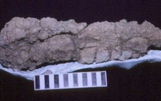 Aπολιθωμένα περιττώματα του Τυραννόσαυρου Ρεξ σε μουσείο - Φωτογραφία 1