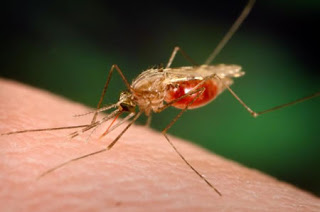 Υπαρκτός ο κίνδυνος ελονοσίας σε Ξάνθη και Έβρο! - Φωτογραφία 1