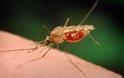 Υπαρκτός ο κίνδυνος ελονοσίας σε Ξάνθη και Έβρο!