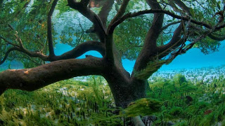 ΥΠΕΡΟΧΕΣ ΕΙΚΟΝΕΣ: Τα δέντρα που φυτρώνουν στη θάλασσα! - Φωτογραφία 1
