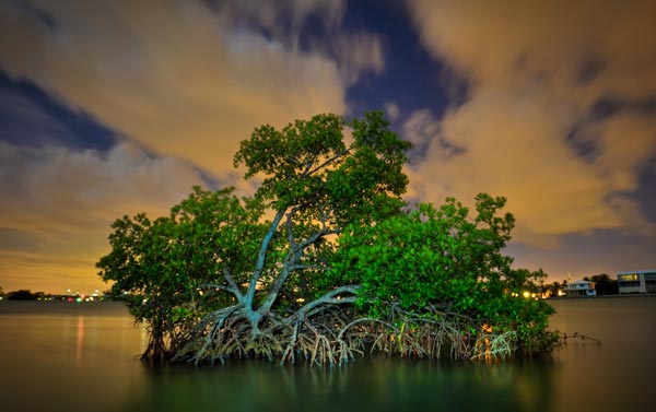 ΥΠΕΡΟΧΕΣ ΕΙΚΟΝΕΣ: Τα δέντρα που φυτρώνουν στη θάλασσα! - Φωτογραφία 4