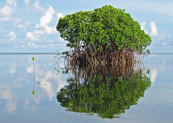 ΥΠΕΡΟΧΕΣ ΕΙΚΟΝΕΣ: Τα δέντρα που φυτρώνουν στη θάλασσα! - Φωτογραφία 6
