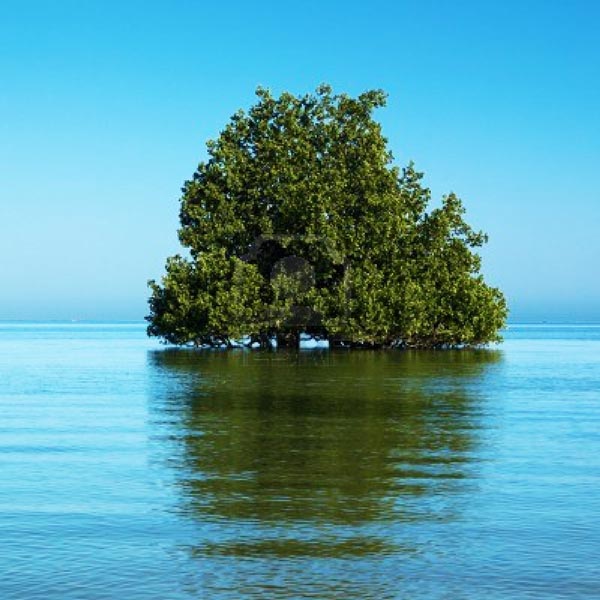 ΥΠΕΡΟΧΕΣ ΕΙΚΟΝΕΣ: Τα δέντρα που φυτρώνουν στη θάλασσα! - Φωτογραφία 8