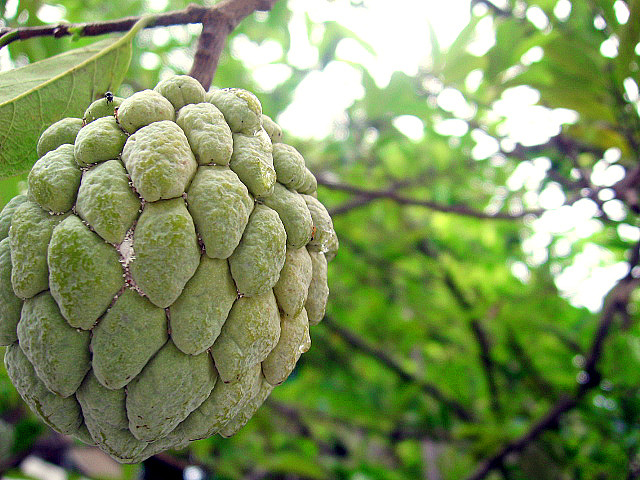 ΔΕΙΤΕ: Άγνωστα εξωτικά φρούτα της Ανατολής! - Φωτογραφία 10