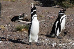 Δυο εκατομμύρια τόνους θαλασσινά καταβροχθίζουν οι πιγκουίνοι του Μαγγελάνου - Φωτογραφία 1