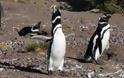 Δυο εκατομμύρια τόνους θαλασσινά καταβροχθίζουν οι πιγκουίνοι του Μαγγελάνου