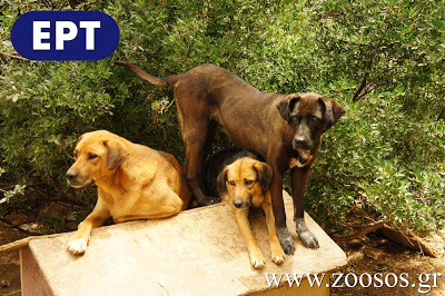 Τα σκυλιά της ΕΡΤ και οι παράπλευρες απώλειες - Φωτογραφία 2