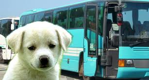 Μετέφερε σκυλάκι με λεωφορείο του ΚΤΕΛ και ο οδηγός δεν το είχε πάρει είδηση! - Φωτογραφία 1