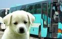 Μετέφερε σκυλάκι με λεωφορείο του ΚΤΕΛ και ο οδηγός δεν το είχε πάρει είδηση!