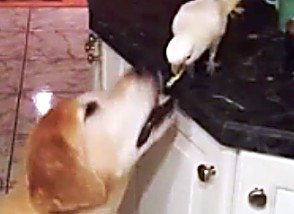 Αυτό θα πει να είσαι φίλος... Παπαγάλος ταΐζει τον σκύλο στο στόμα! [video] - Φωτογραφία 1